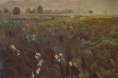 Weed Ridden Field
