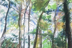 Beech Trees